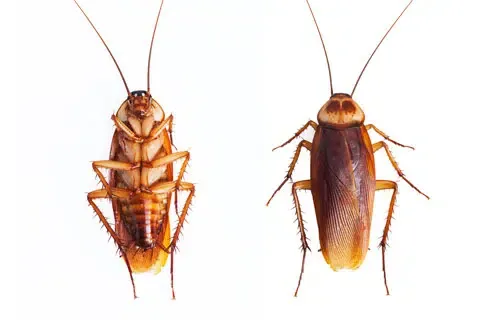 Cockroach Removal