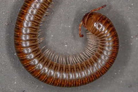 Millipede-Removal