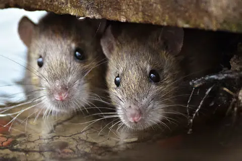 Rat-&-Mice-Removal